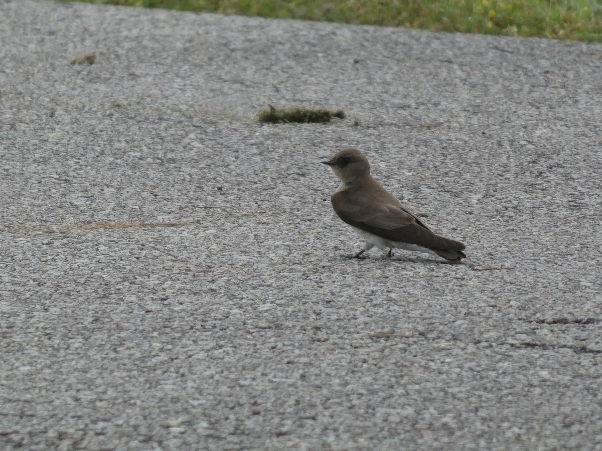 Northern Rough-winged Swallow - ML637949871