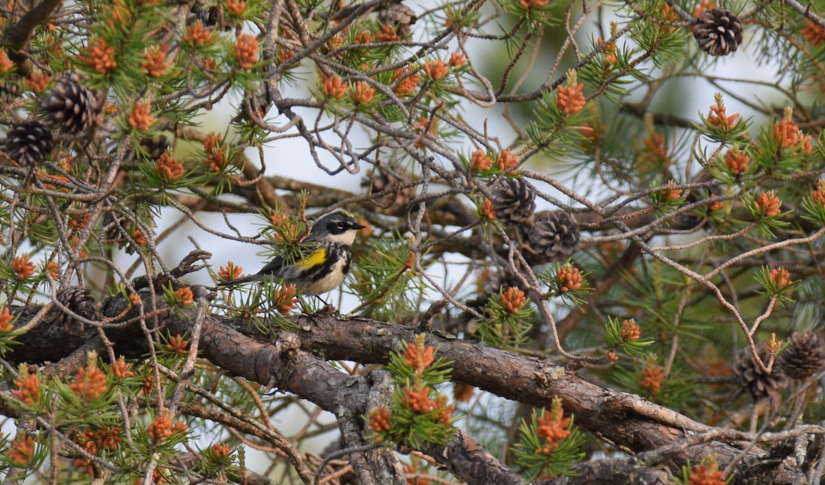 Yellow-rumped Warbler - ML637949881