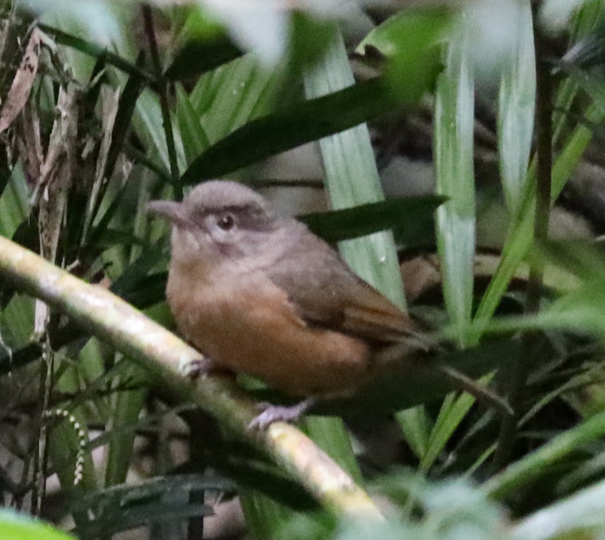 Rufous Shrikethrush - ML637949911