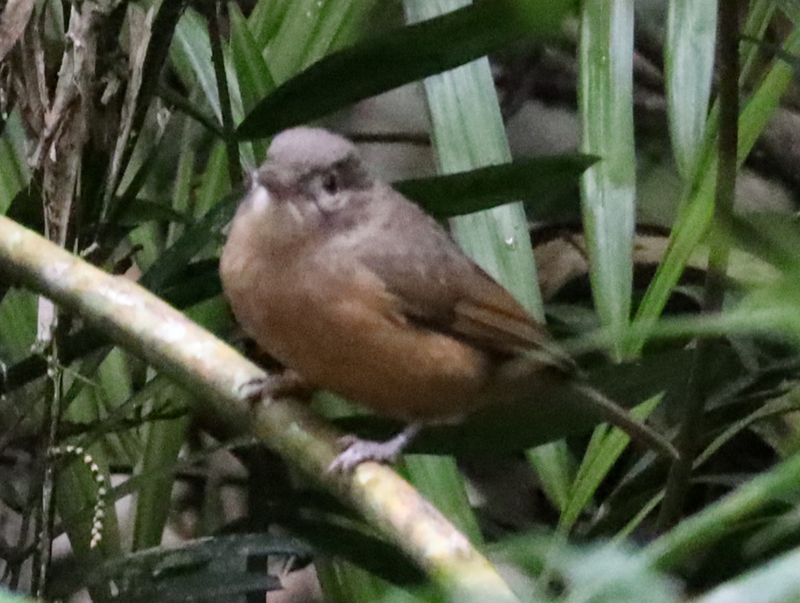 Rufous Shrikethrush - ML637949912