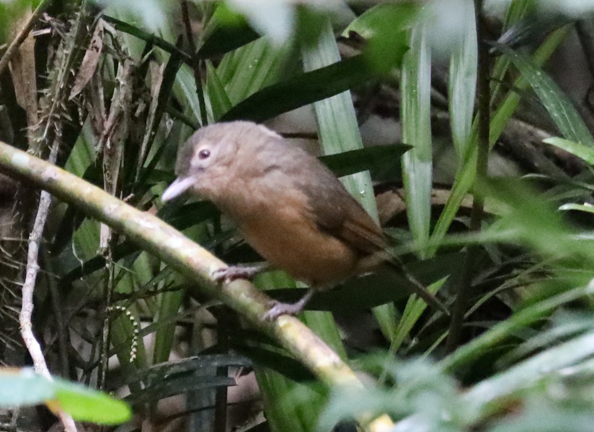 Rufous Shrikethrush - ML637949915