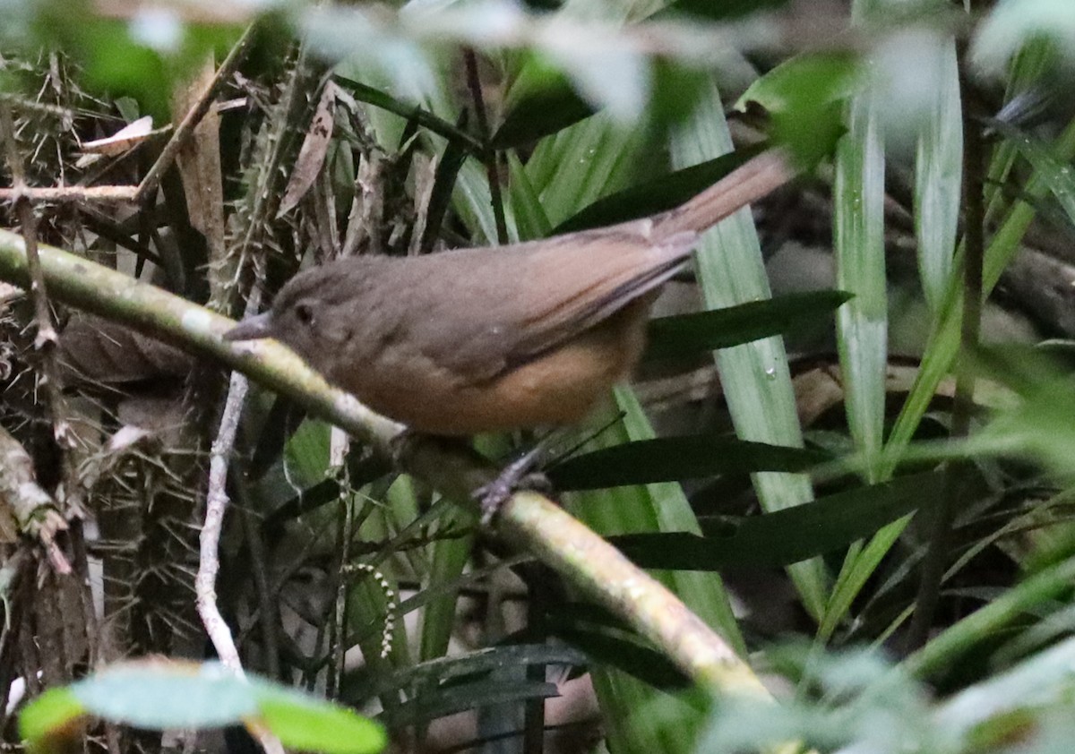 Rufous Shrikethrush - ML637949916