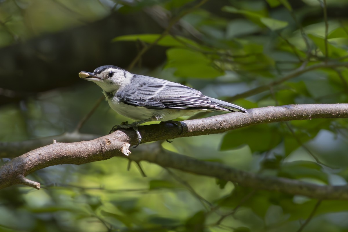 White-breasted Nuthatch - ML637949924