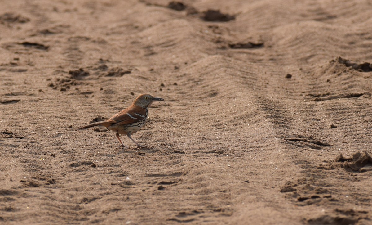 Brown Thrasher - ML637949935