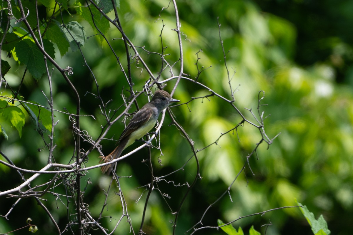 Great Crested Flycatcher - ML637949943