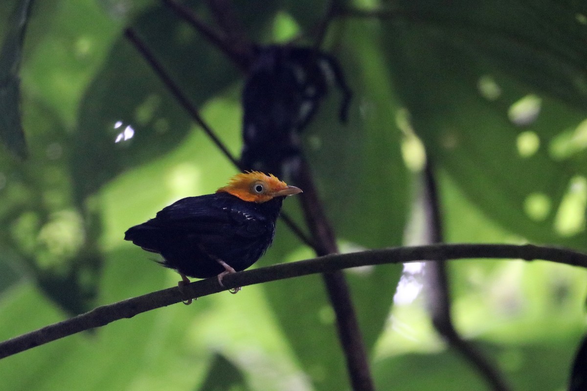 Golden-headed Manakin - ML637949967