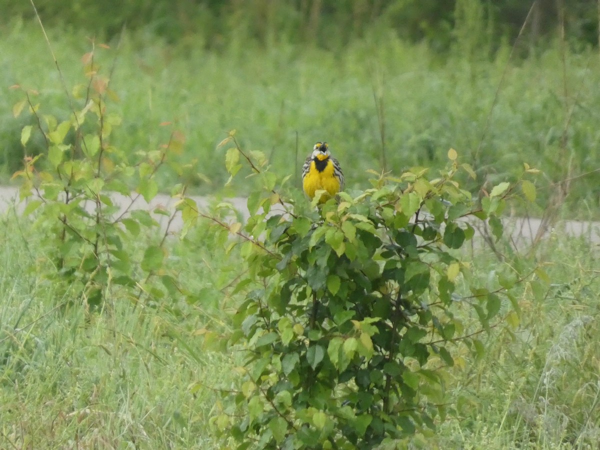 Eastern Meadowlark - ML637949977
