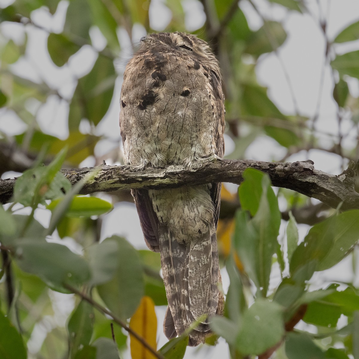 Common Potoo - ML637949988