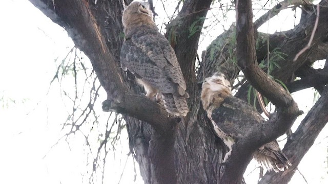 Great Horned Owl - ML637950010