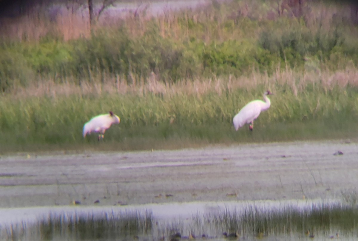 Whooping Crane - ML637950024