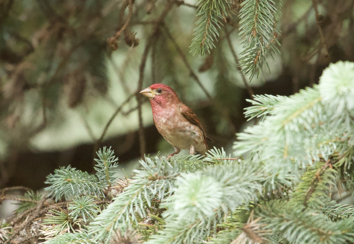 Purple Finch - ML637950055