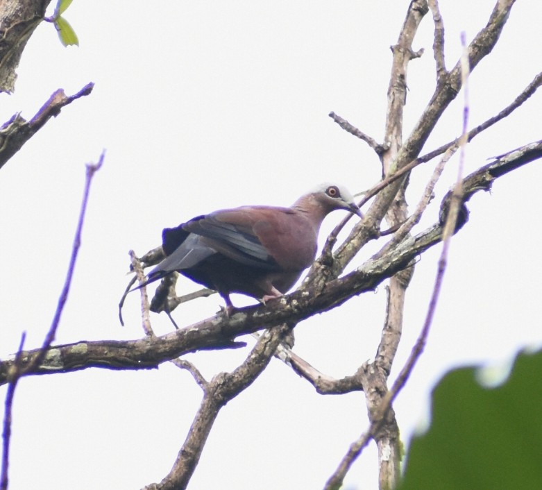 Pale-capped Pigeon - ML637950056