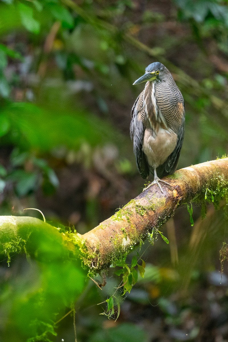 Fasciated Tiger-Heron - ML637950122