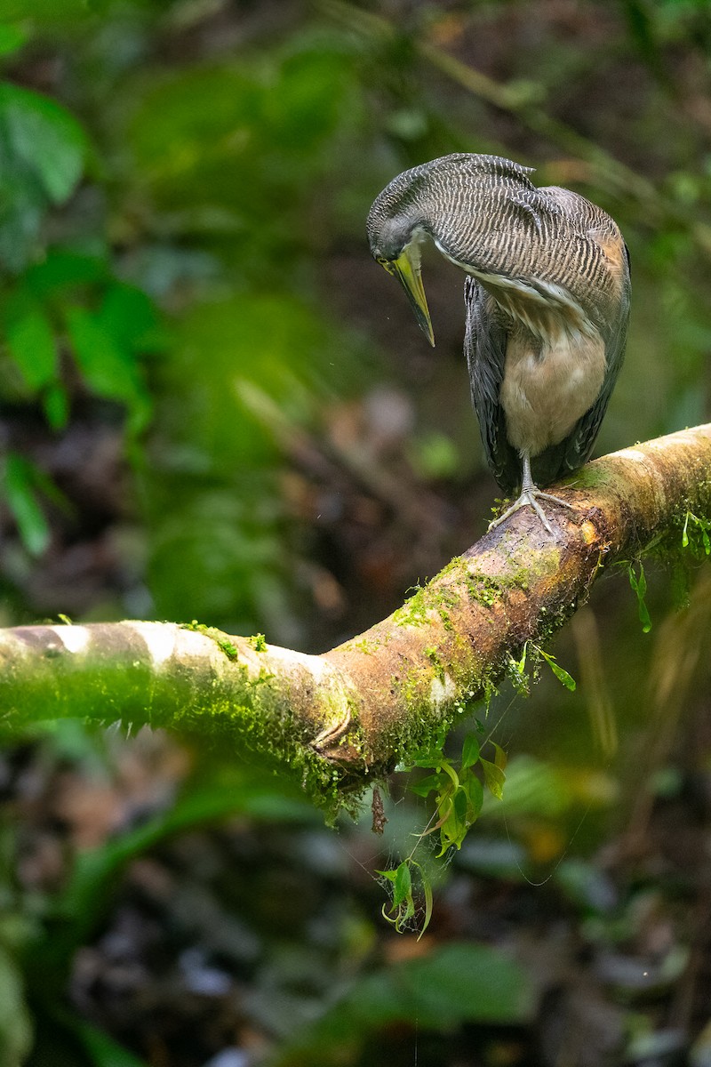 Fasciated Tiger-Heron - ML637950123