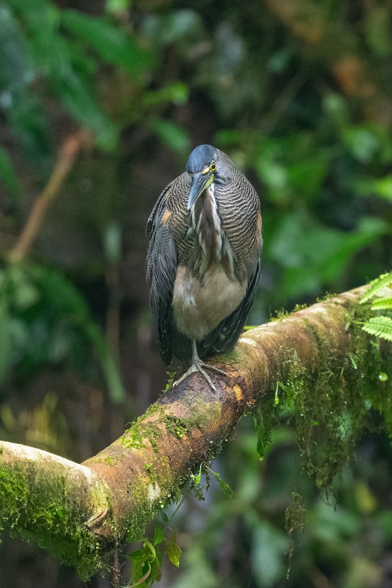 Fasciated Tiger-Heron - ML637950124