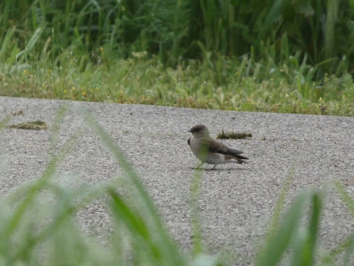 Northern Rough-winged Swallow - ML637950136