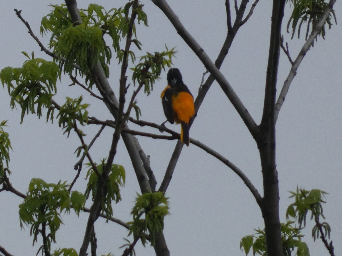 Baltimore Oriole - ML637950179