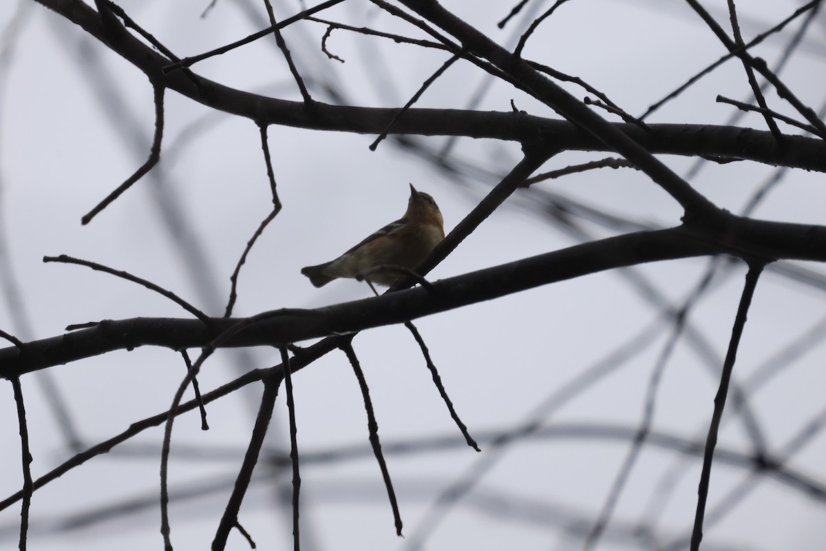 Bay-breasted Warbler - ML637950247