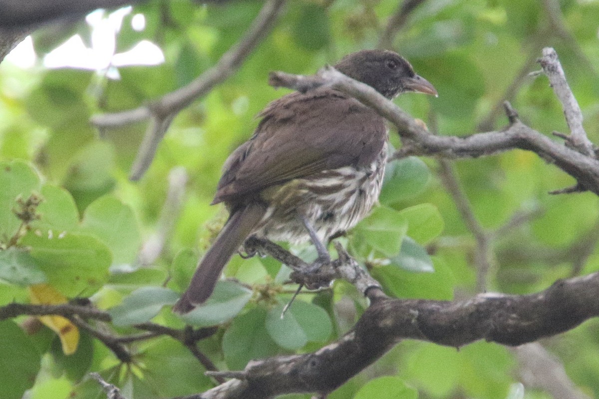 Palmchat - ML637950275
