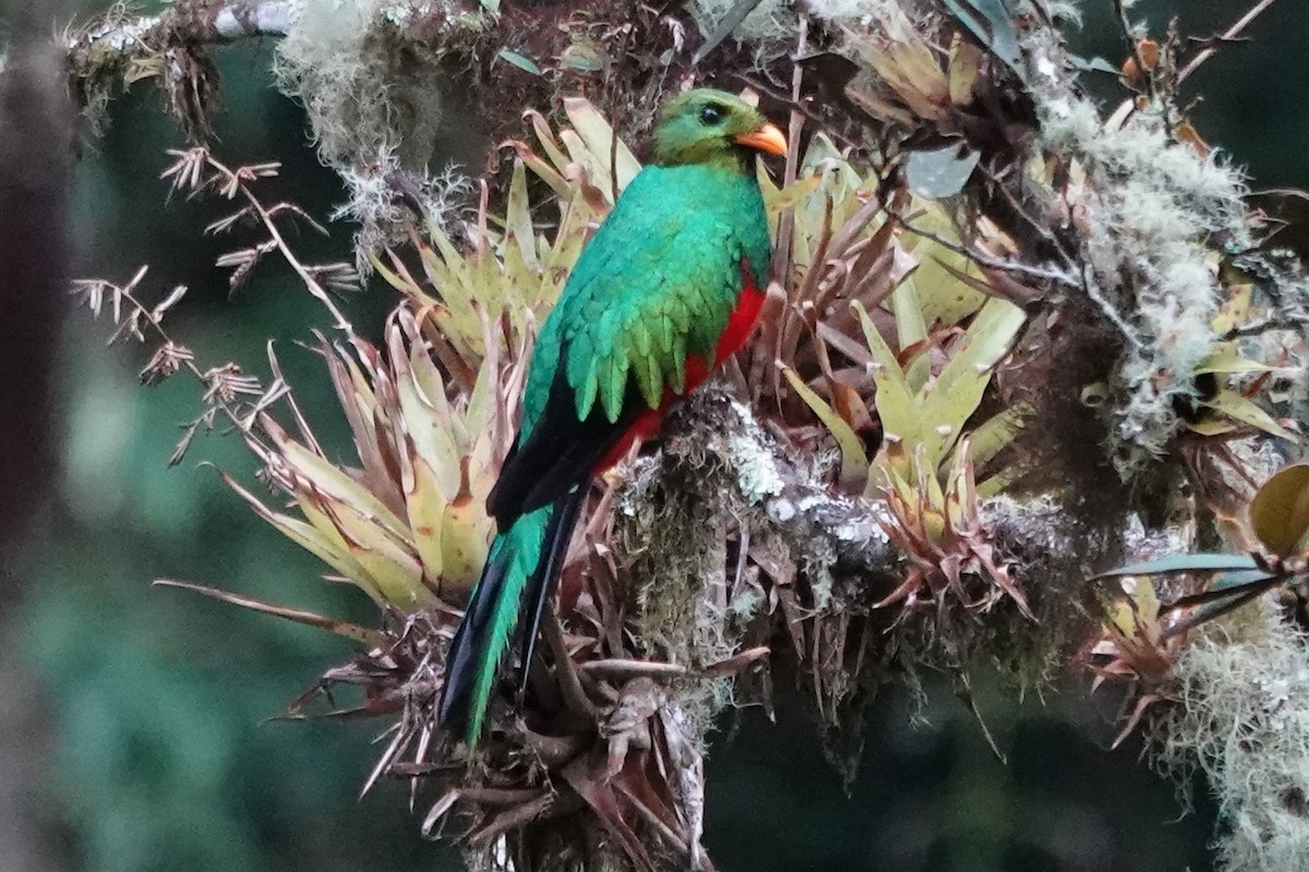 Golden-headed Quetzal - ML637950310