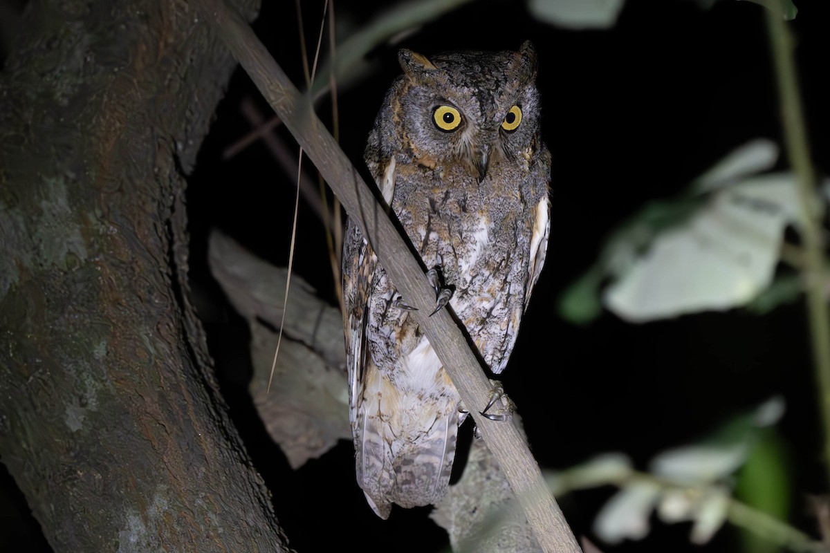 Oriental Scops-Owl - ML637950332