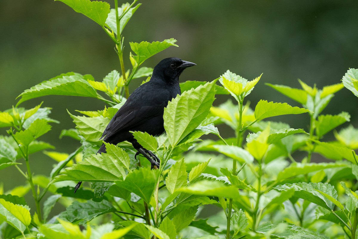 Melodious Blackbird - ML637950345