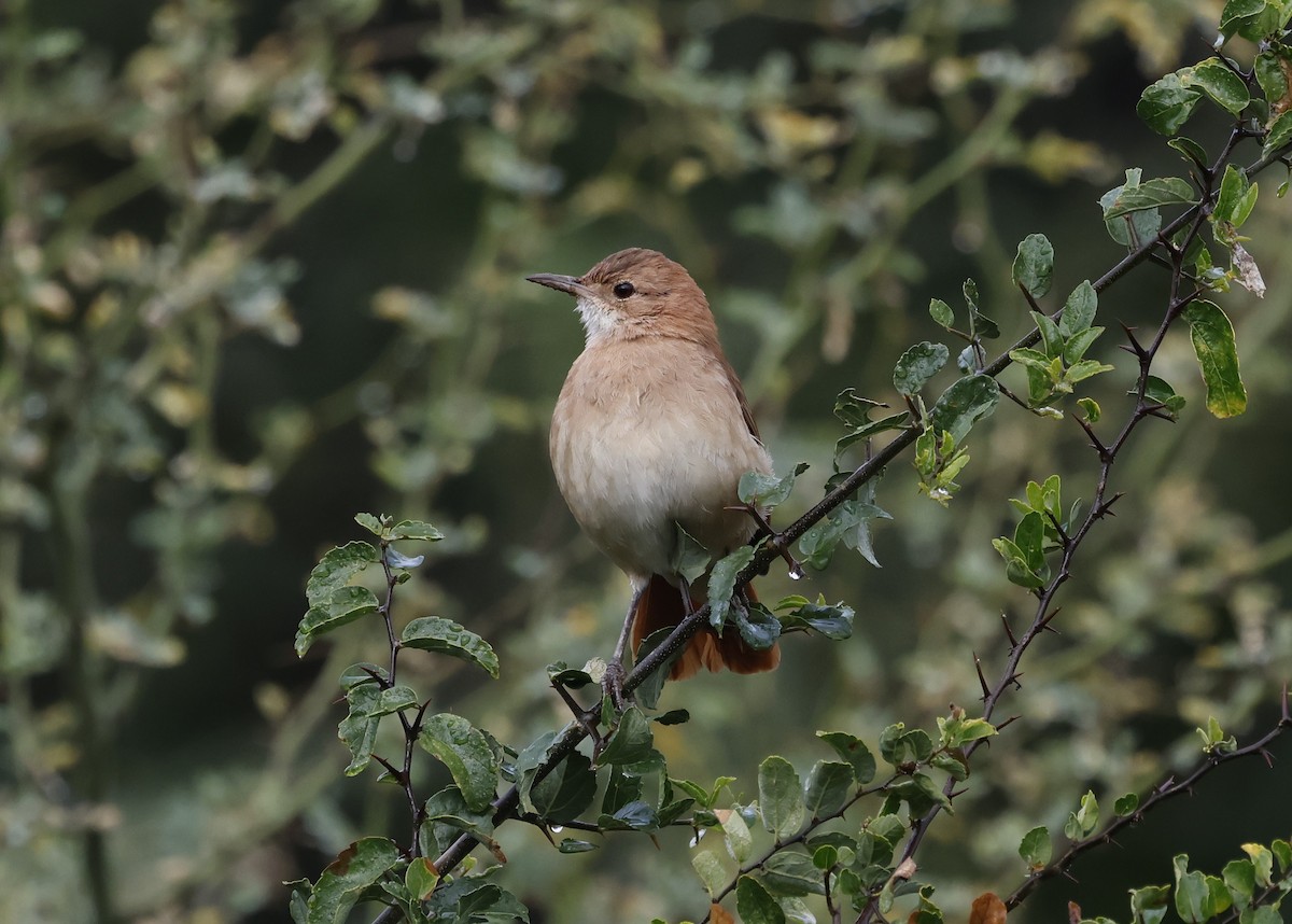 Rufous Hornero - ML637950351