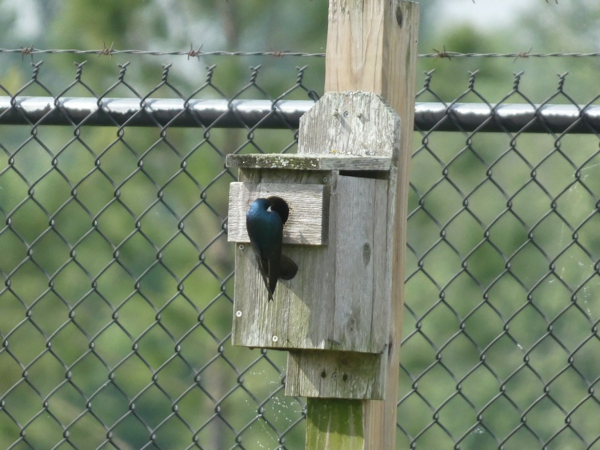 Tree Swallow - ML637950377