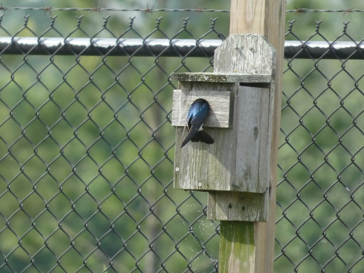 Tree Swallow - ML637950378
