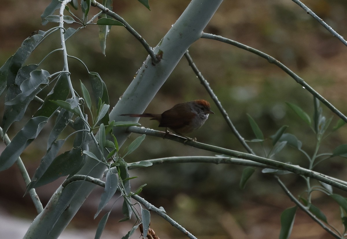 Sooty-fronted Spinetail - ML637950436