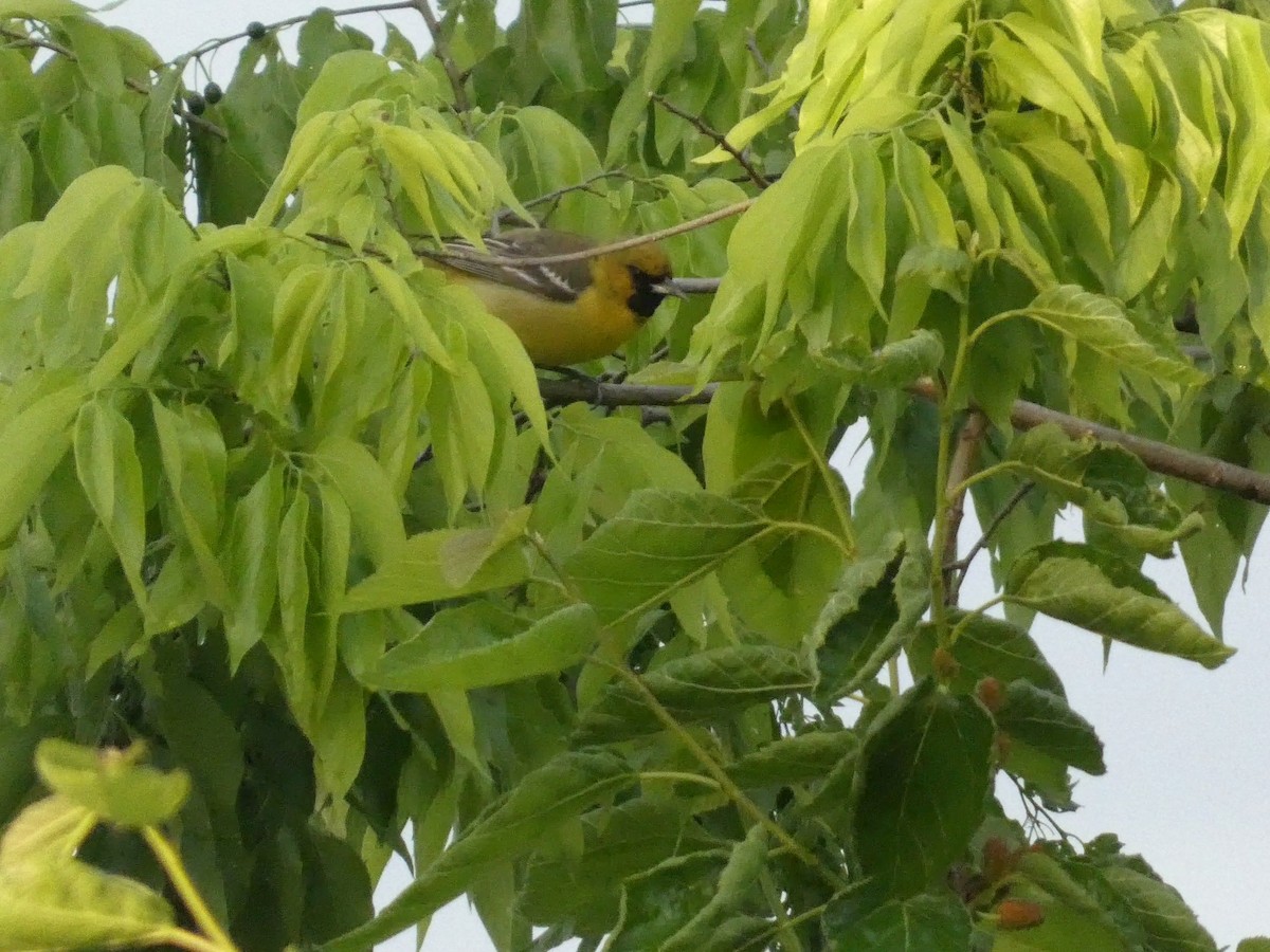 Orchard Oriole - ML637950454