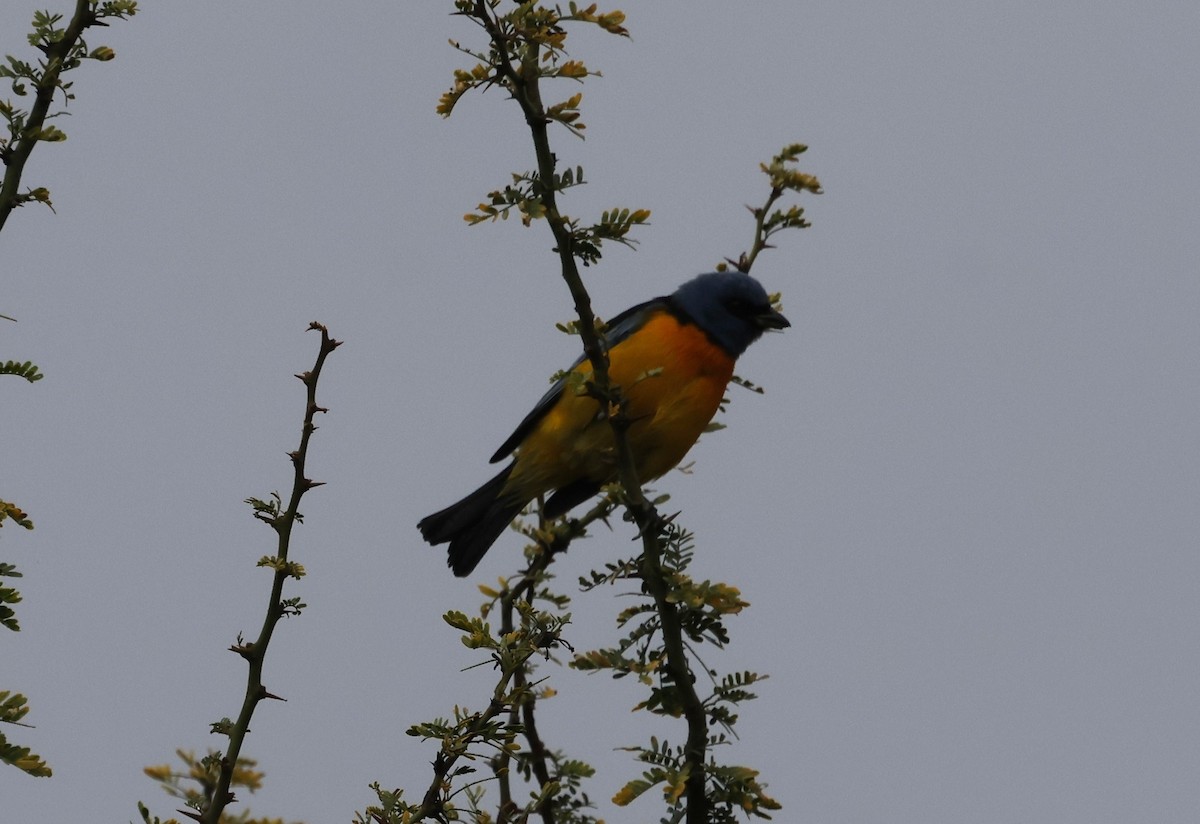 Blue-and-yellow Tanager - ML637950456