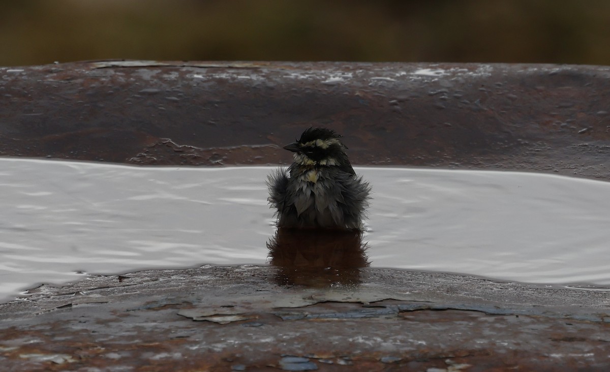 Ringed Warbling Finch - ML637950473