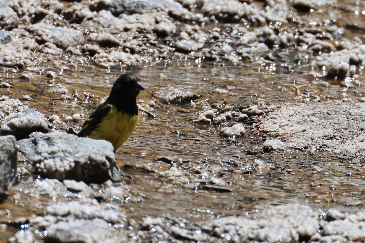 Yellow-rumped Siskin - ML637950474