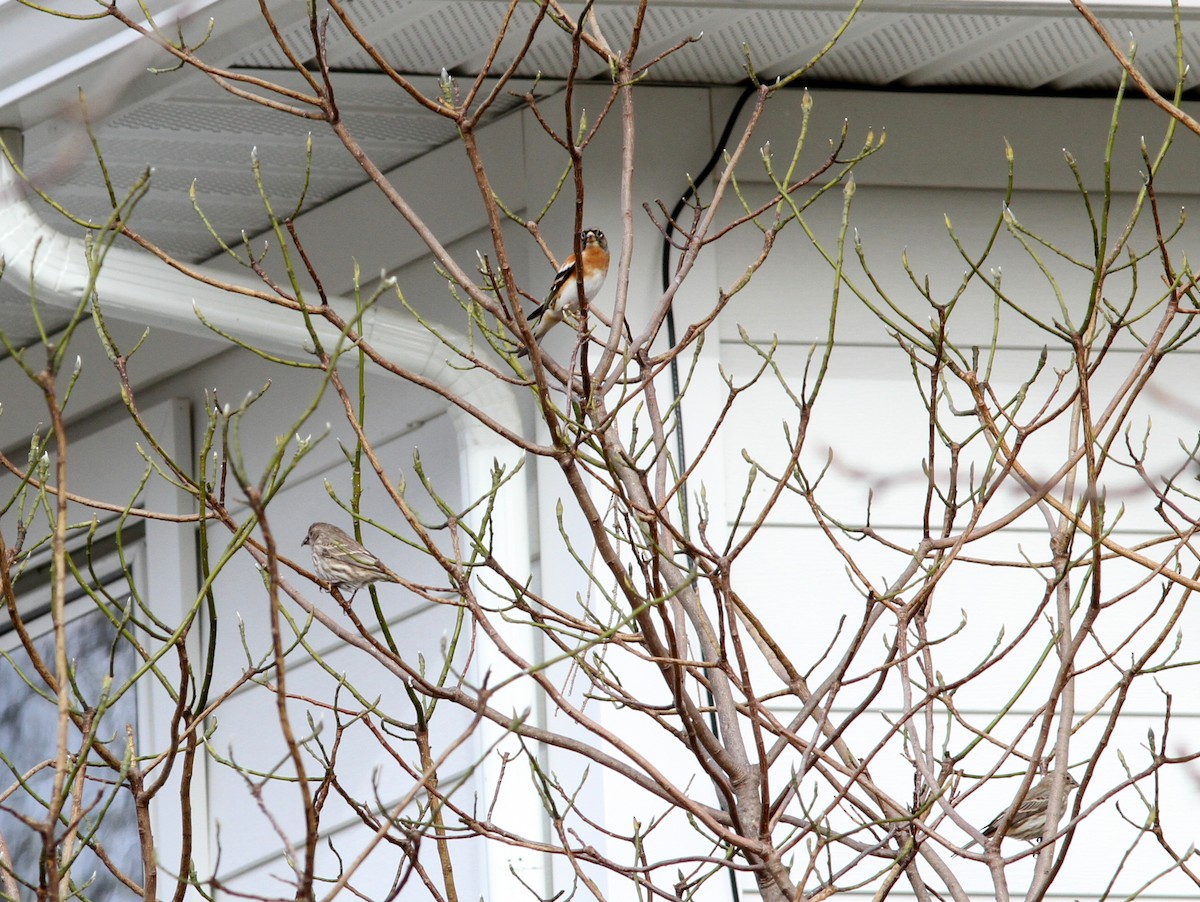 Brambling - ML637950479