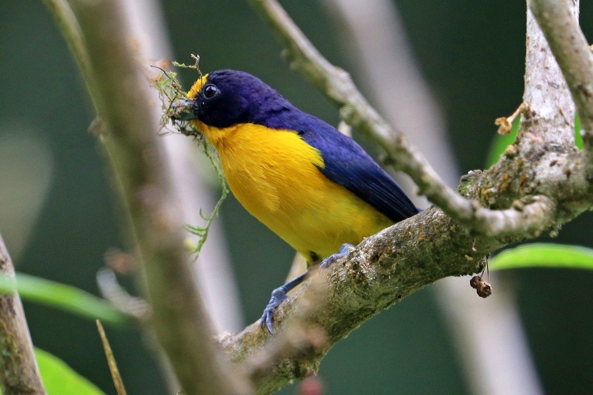 Violaceous Euphonia - ML637950489