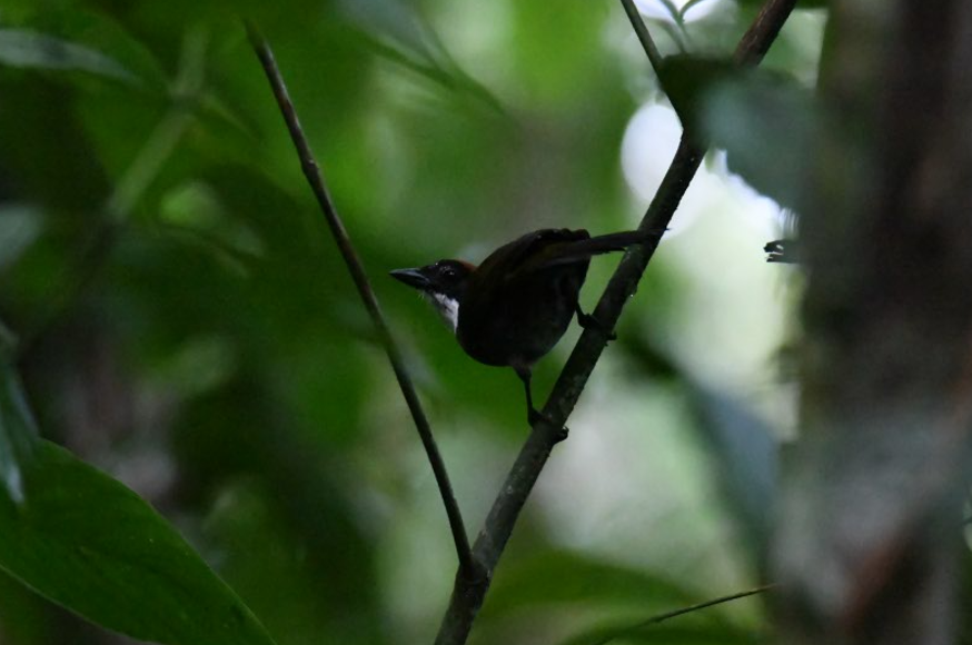 Chestnut-capped Brushfinch - ML637950504