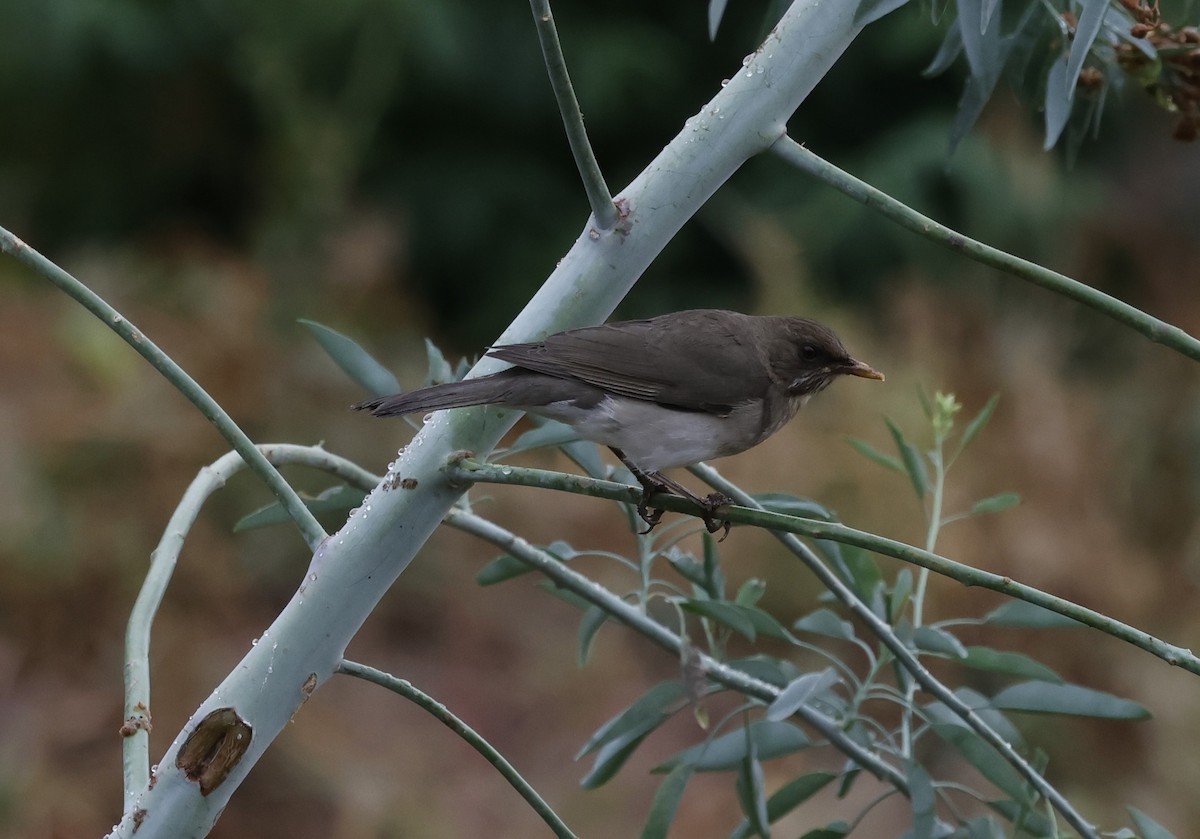 Creamy-bellied Thrush - ML637950507