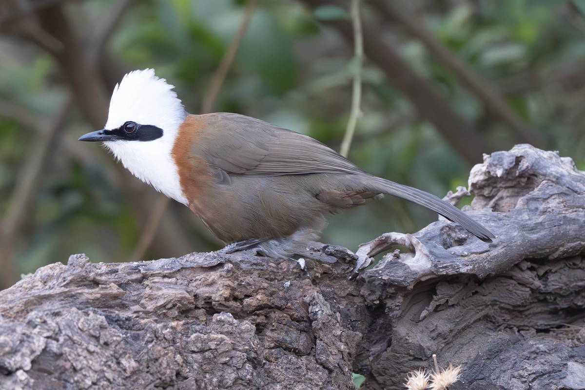 White-crested Laughingthrush - ML637950516