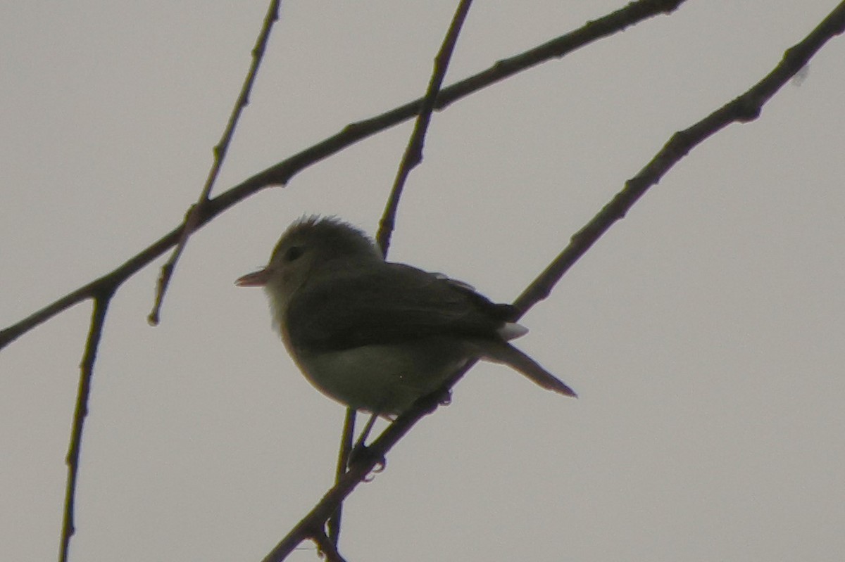 Warbling Vireo - ML637950523