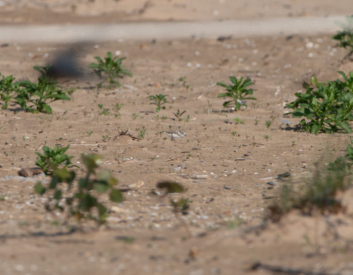 Piping Plover - ML637950531