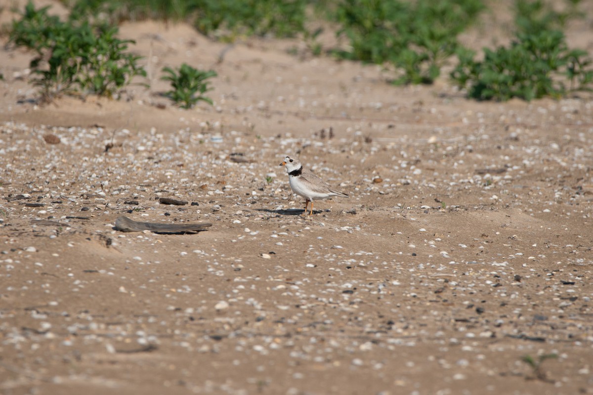 Piping Plover - ML637950532