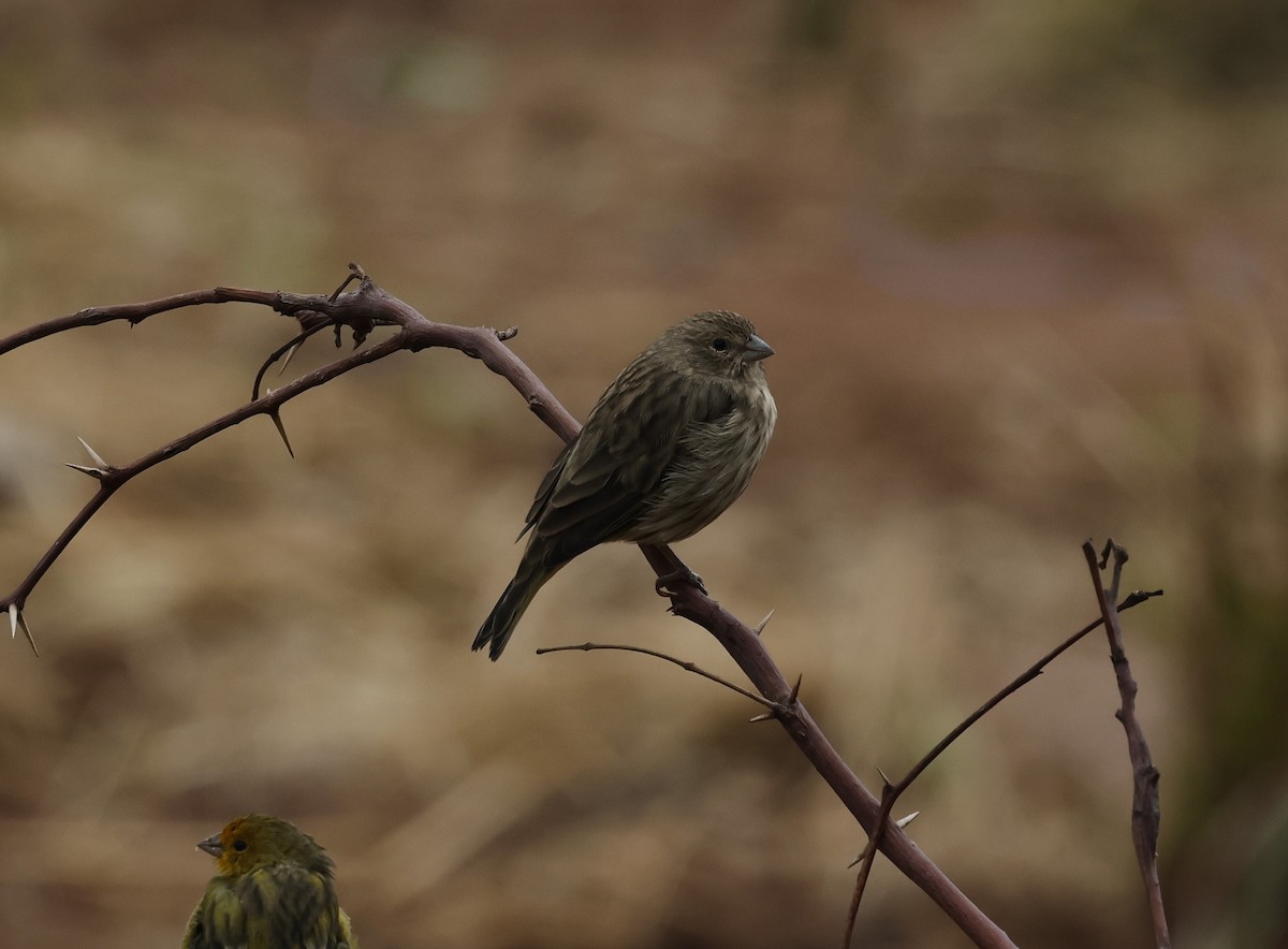 Saffron Finch - ML637950534