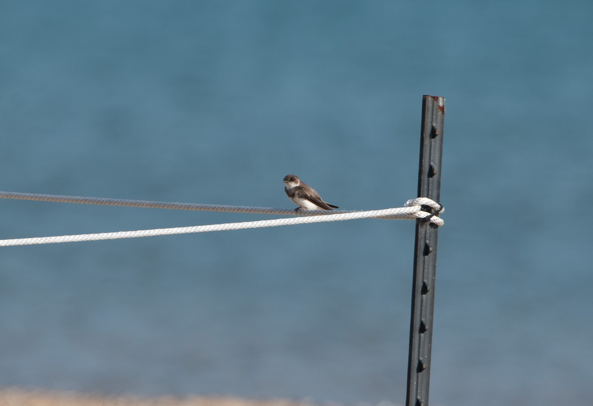 Bank Swallow - ML637950547