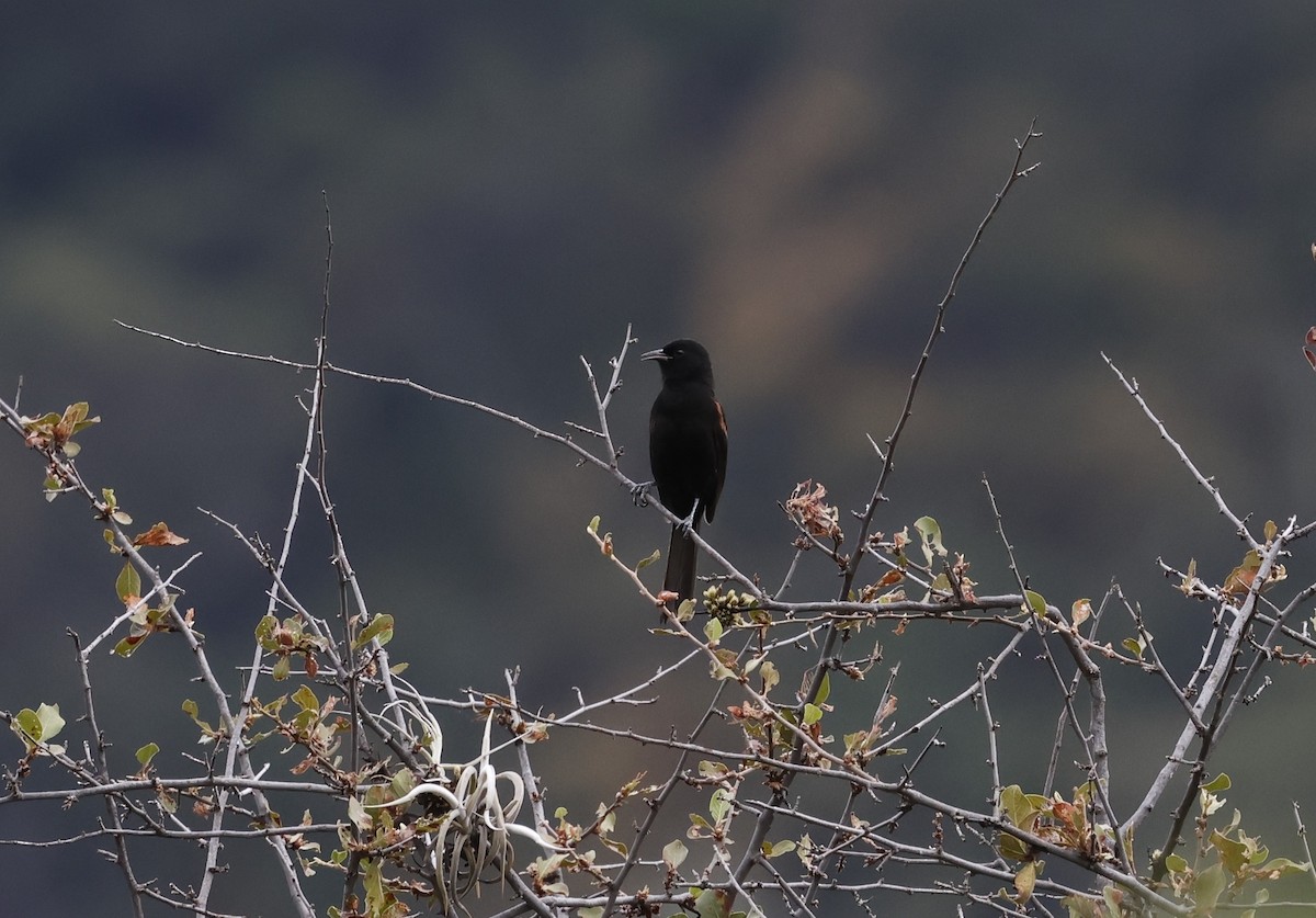 Variable Oriole - ML637950556