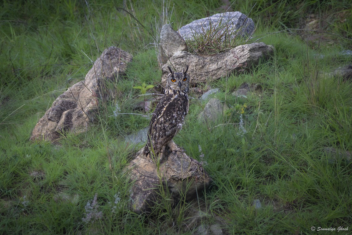 Rock Eagle-Owl - ML637950566