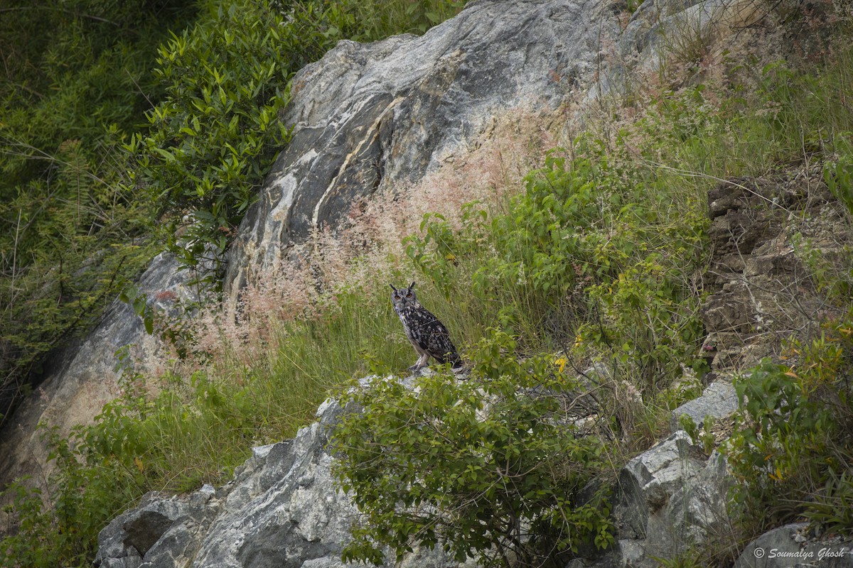 Rock Eagle-Owl - ML637950568