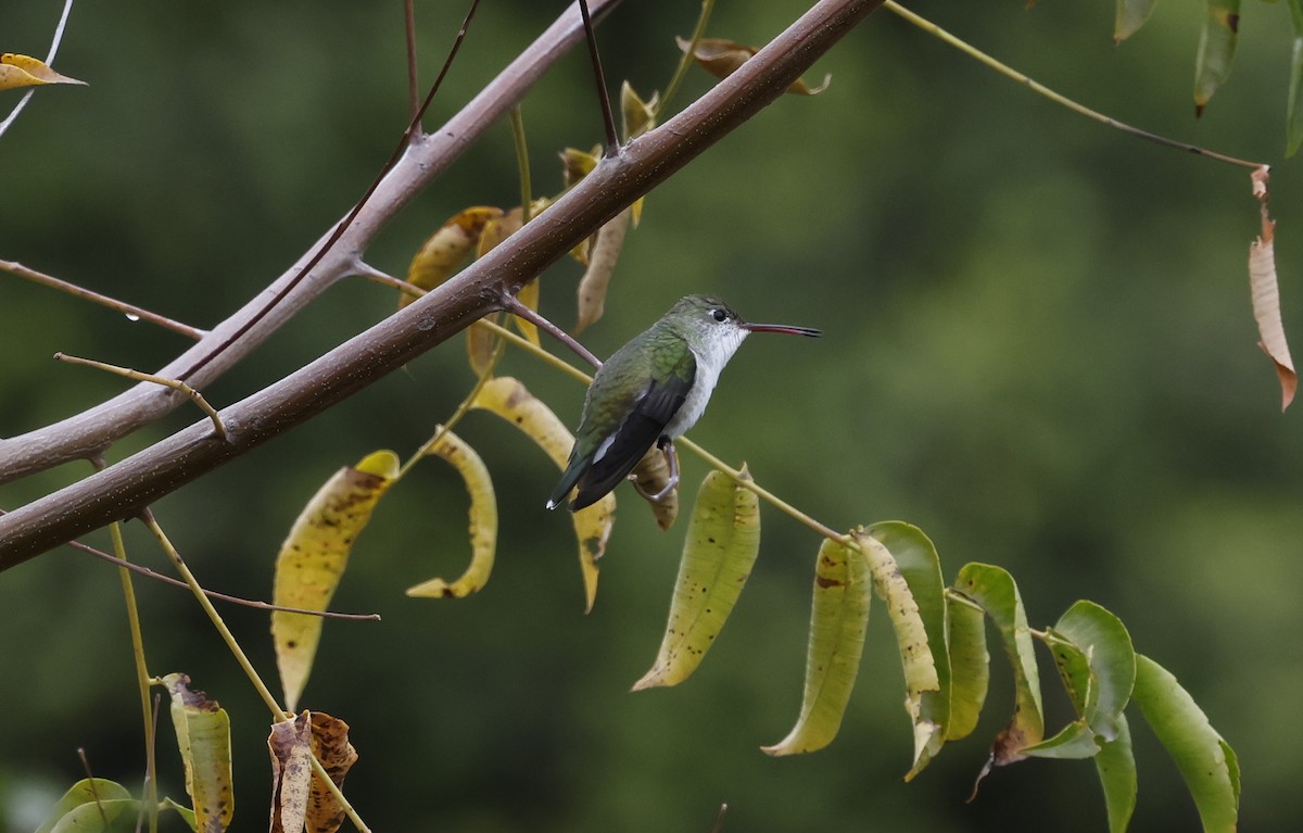 White-bellied Hummingbird - ML637950630