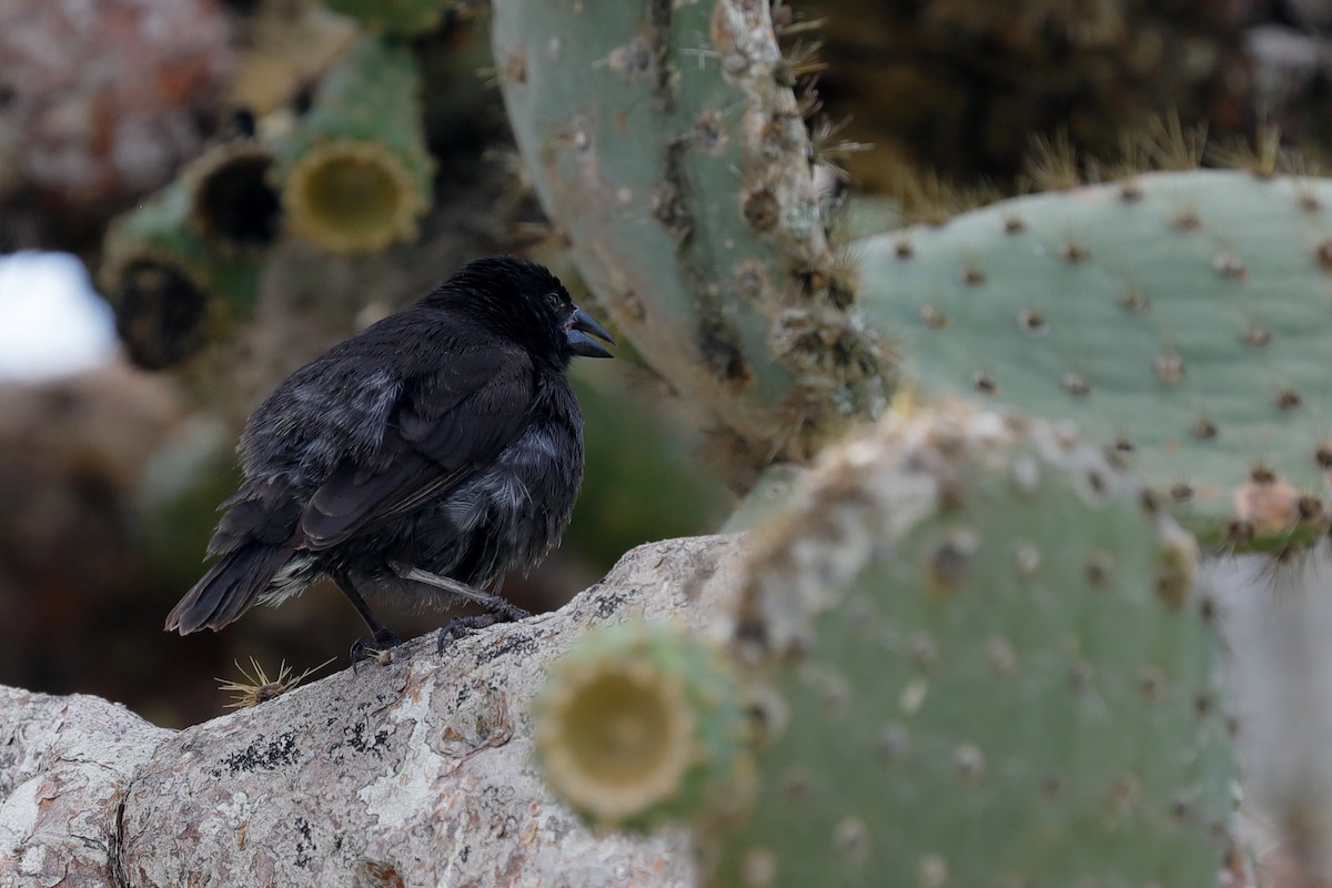Common Cactus-Finch - ML637950633