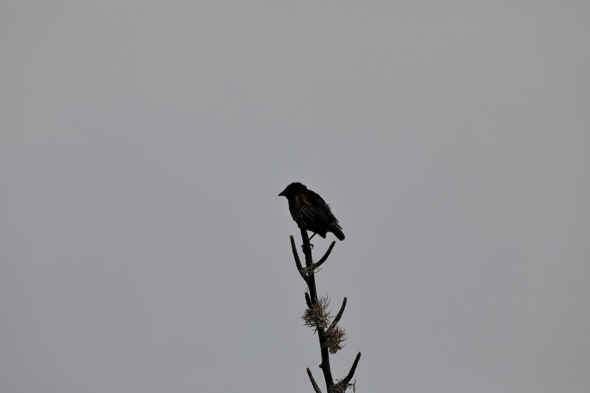 Common Cactus-Finch - ML637950635
